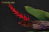 Aechmea victoriana var. discolor